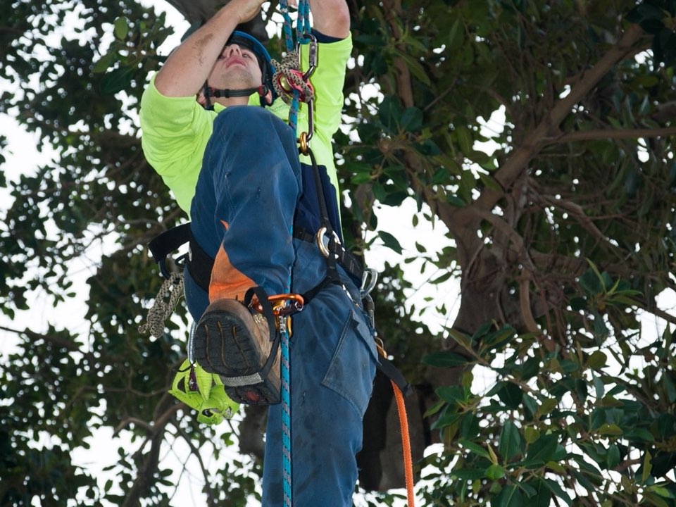 Qualified arborist working in a mature tree during a risk assessment in North Lanarkshire
