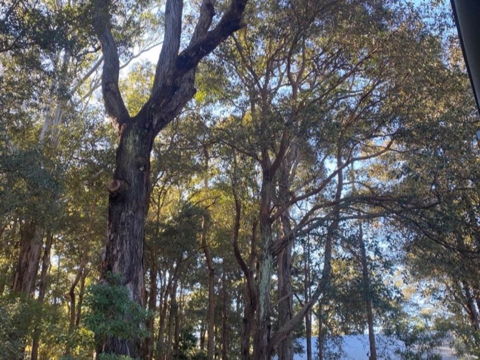 Mature trees in North Lanarkshire parkland with a property visible in the background